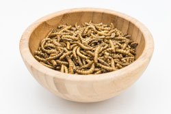 Edible mealworms isolated