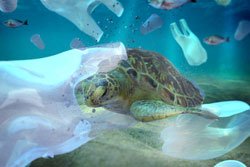 Plastic pollution in the environmental problem of the ocean turtles can eat plastics thinking they are jellyfish