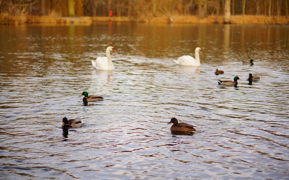 High angle shot of ducks and swans swimming in the lake